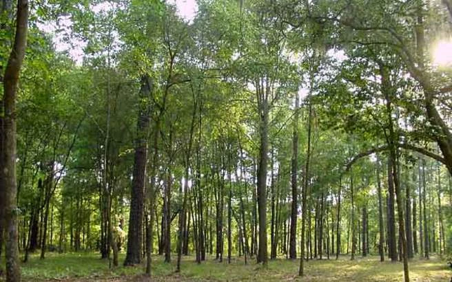 Απαγόρευση κυκλοφορίας σε δάση της Βοιωτίας